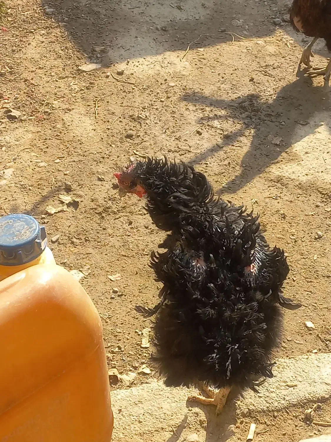 مرغ سیاه فری مادرودختر|حیوانات مزرعه|پاکدشت, پاکدشت (مامازند)|دیوار