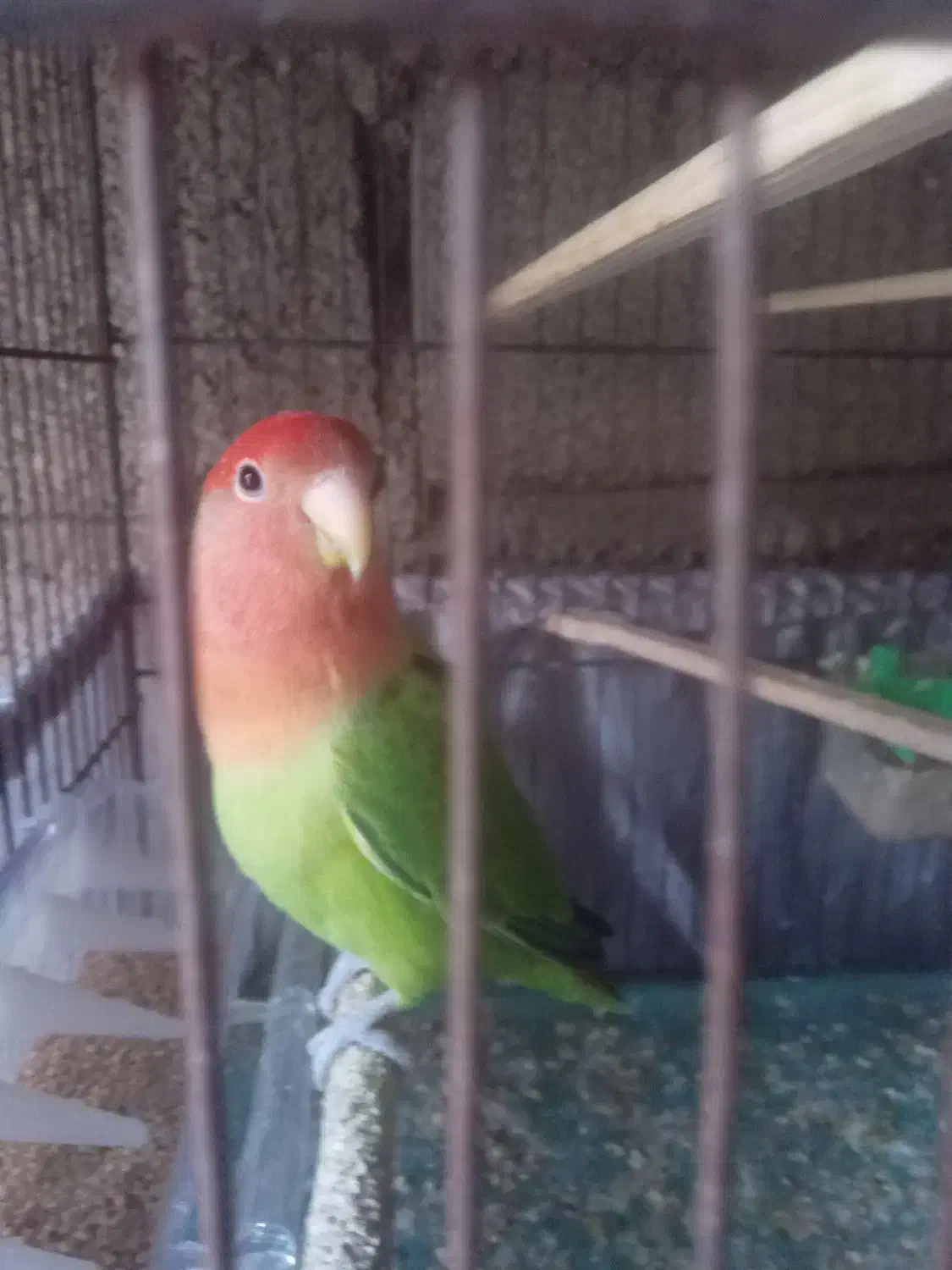 ی جفت طوطی برزیلی با جوجه|پرنده|گیلان غرب, |دیوار