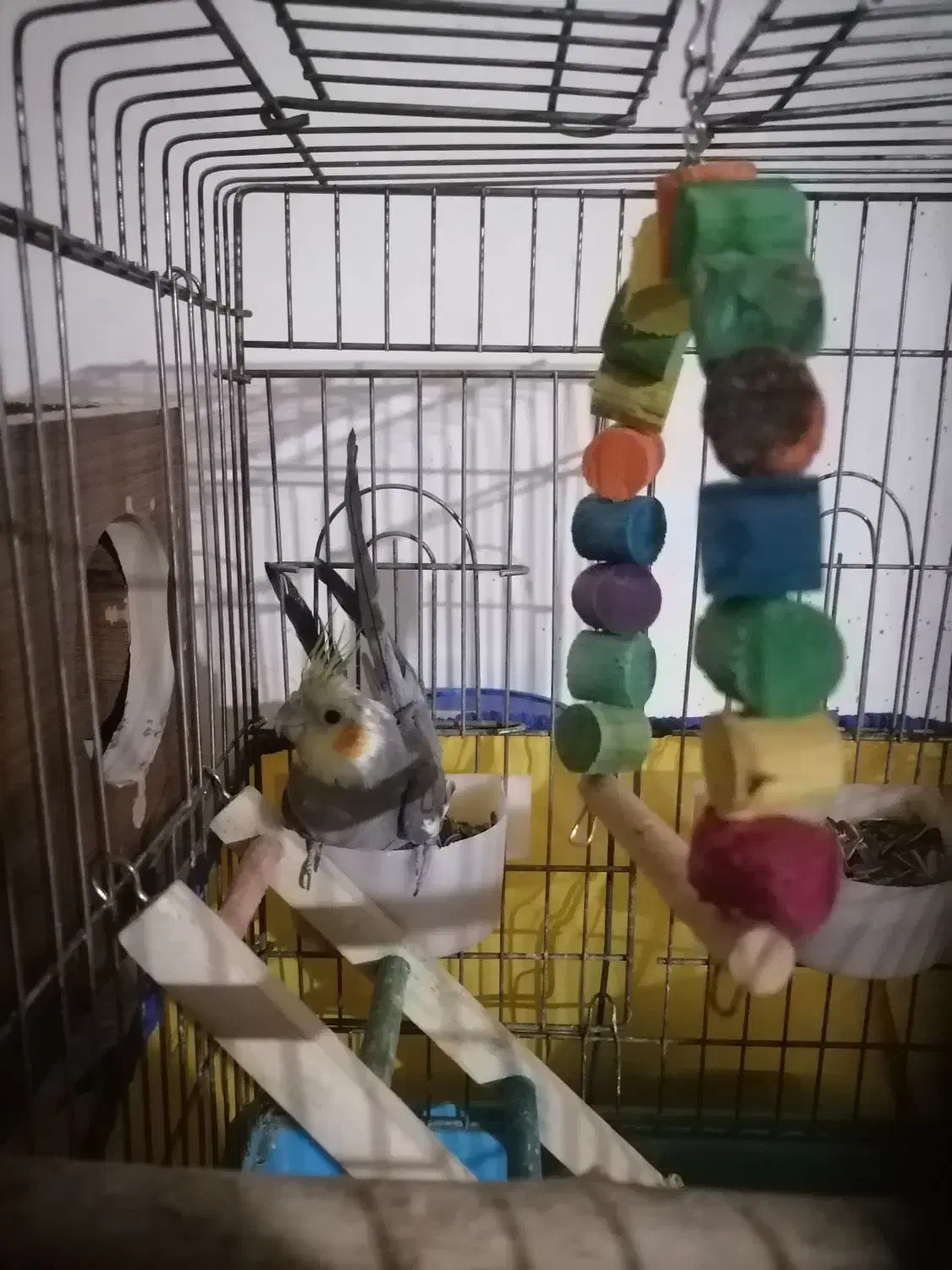 850000|پرنده|روانسر, |دیوار