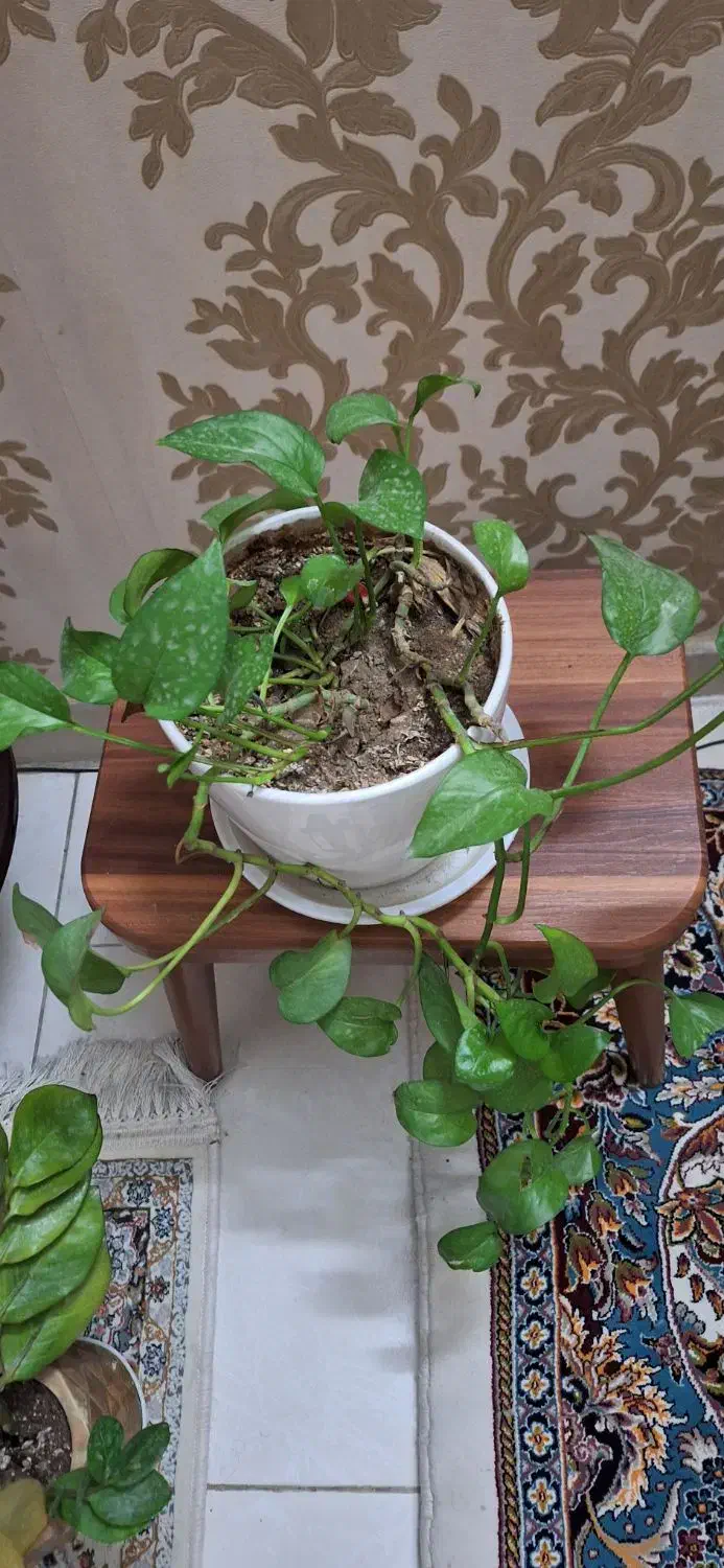 گل طبیعی با گلدان سرامیکی|گل و گیاه طبیعی|ری, فیروزآبادی|دیوار