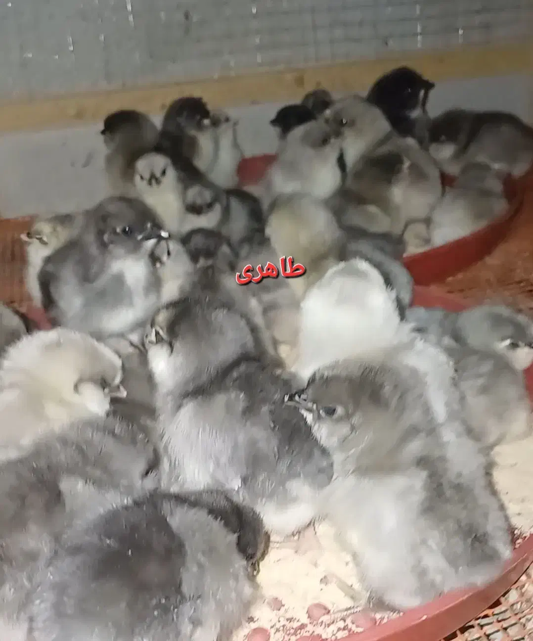 جوجه مرغ و خروس گلین طوسی|حیوانات مزرعه|اصفهان, شهید رجایی|دیوار