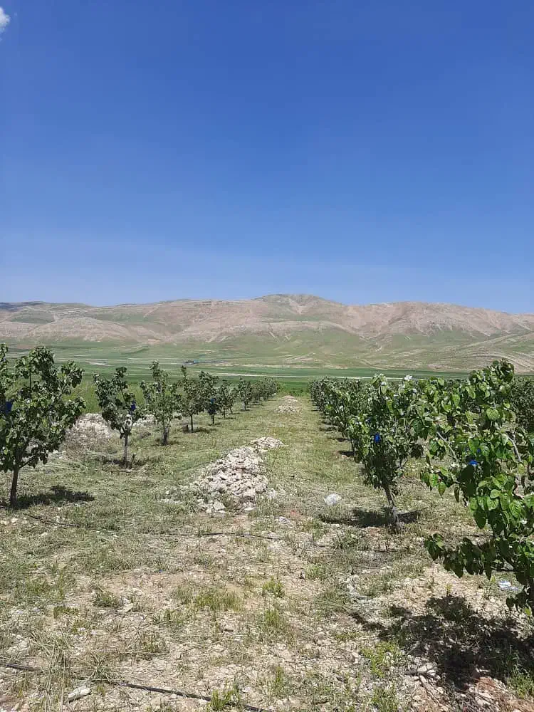 فروش فوری باغ به دربهترین جای کاکان|فروش دفتر صنعتی، کشاورزی، تجاری|یاسوج, |دیوار