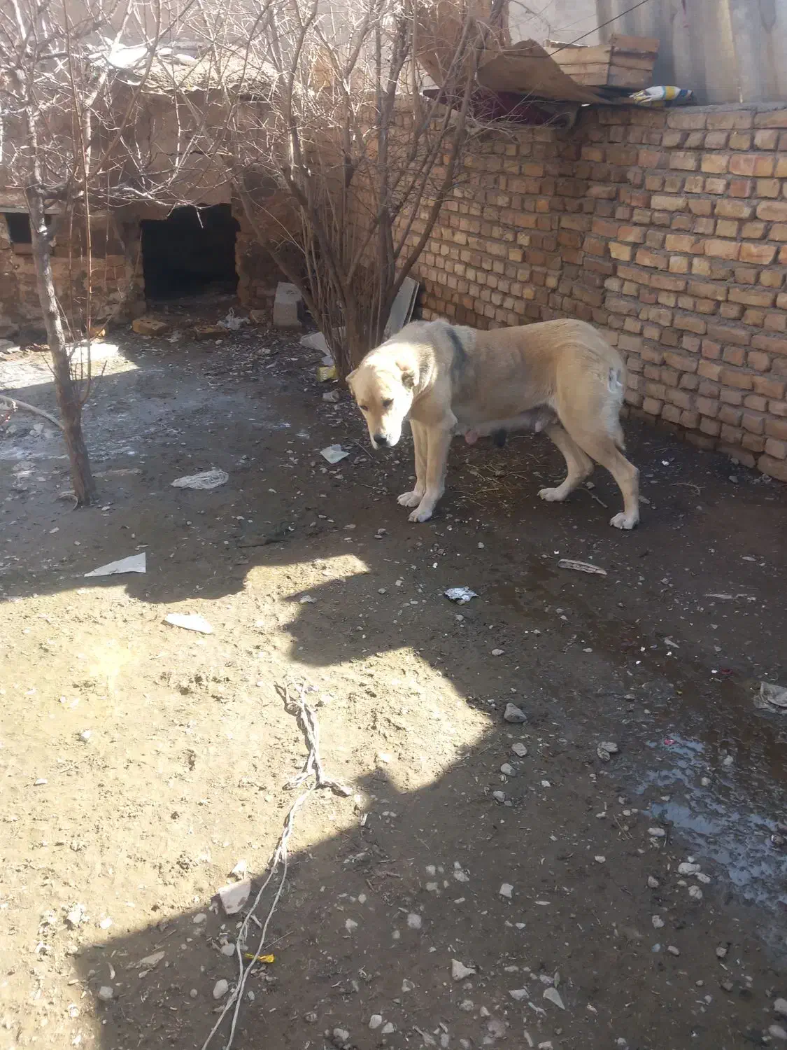 سگ ماده|سگ|نیشابور, مازول|دیوار