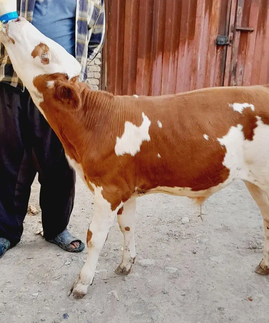 گاو|حیوانات مزرعه|شیراز, اصلاح‌نژاد|دیوار