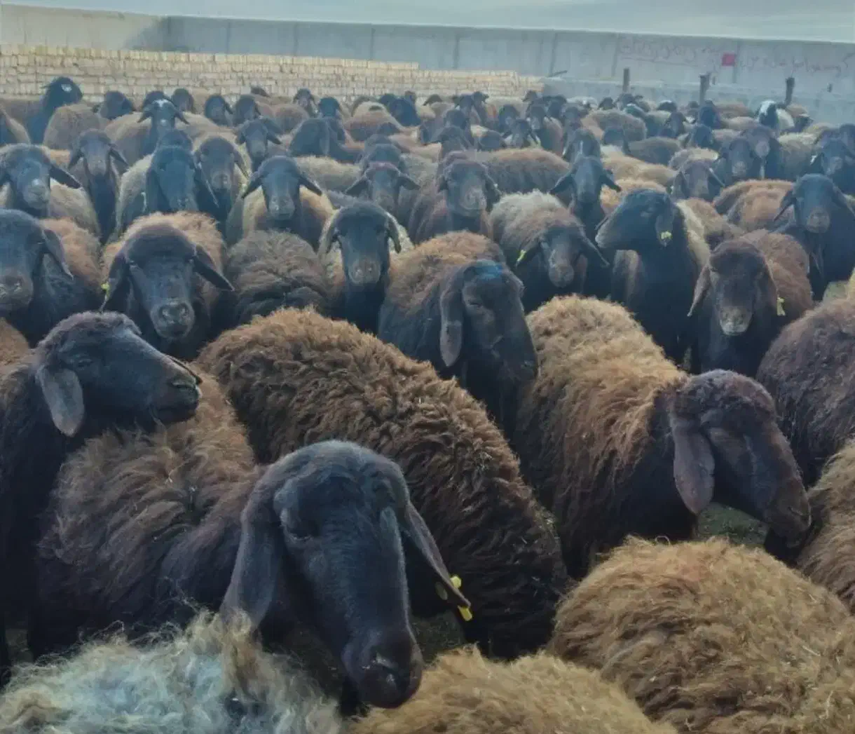 (مرکزدام)جهت فروش زنده برا قربانی نذری نذورات مصرف|حیوانات مزرعه|تهران, جنت‌آباد مرکزی|دیوار