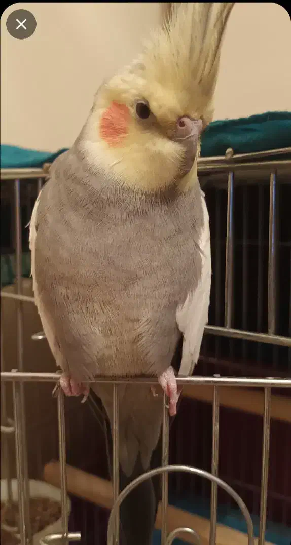 عروس هلندی گمشده|حیوانات|تهران, دولاب|دیوار