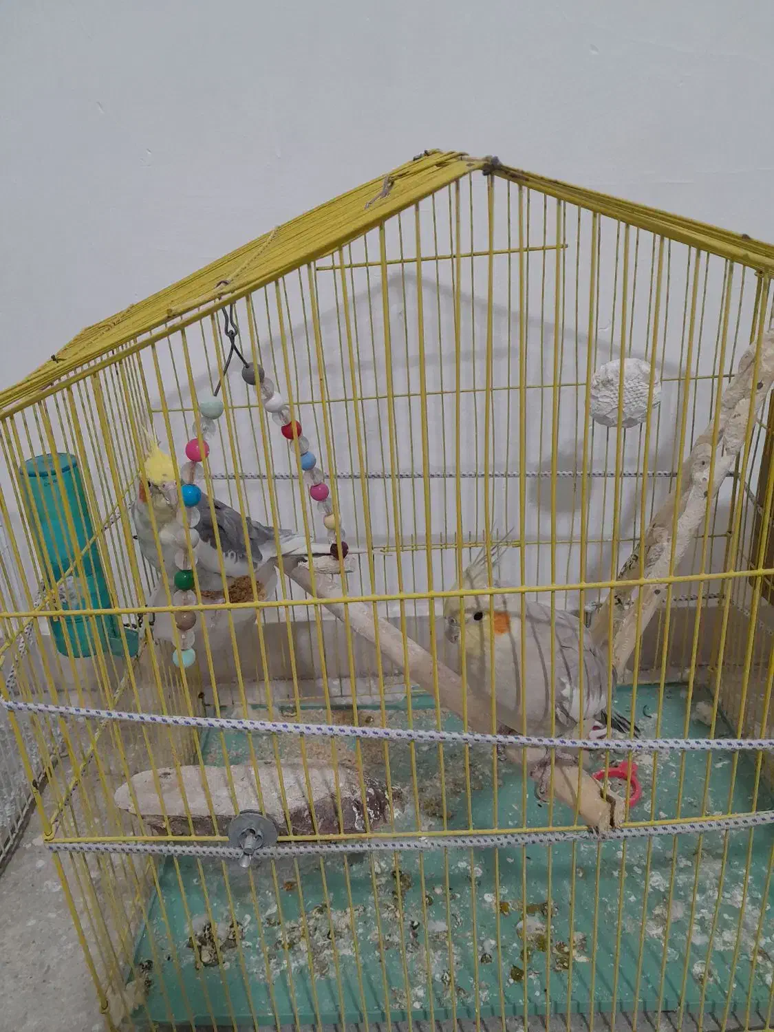 عروس هلندی لوتینو|پرنده|نهاوند, |دیوار