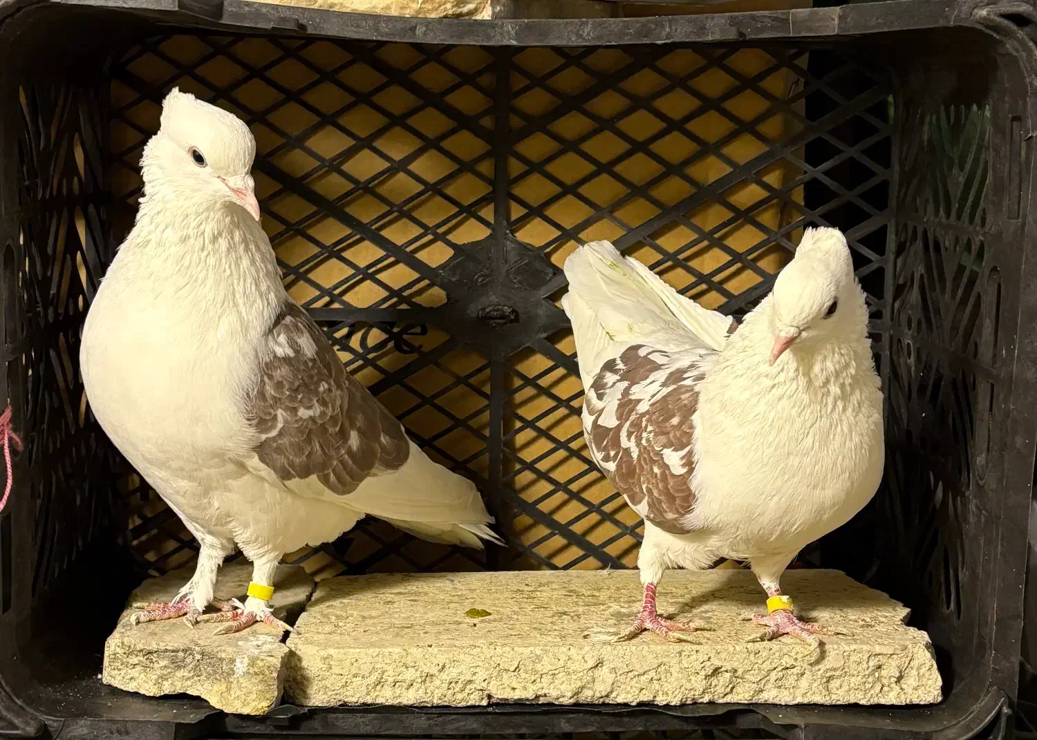 کفتر|پرنده|تهران, آهنگ|دیوار