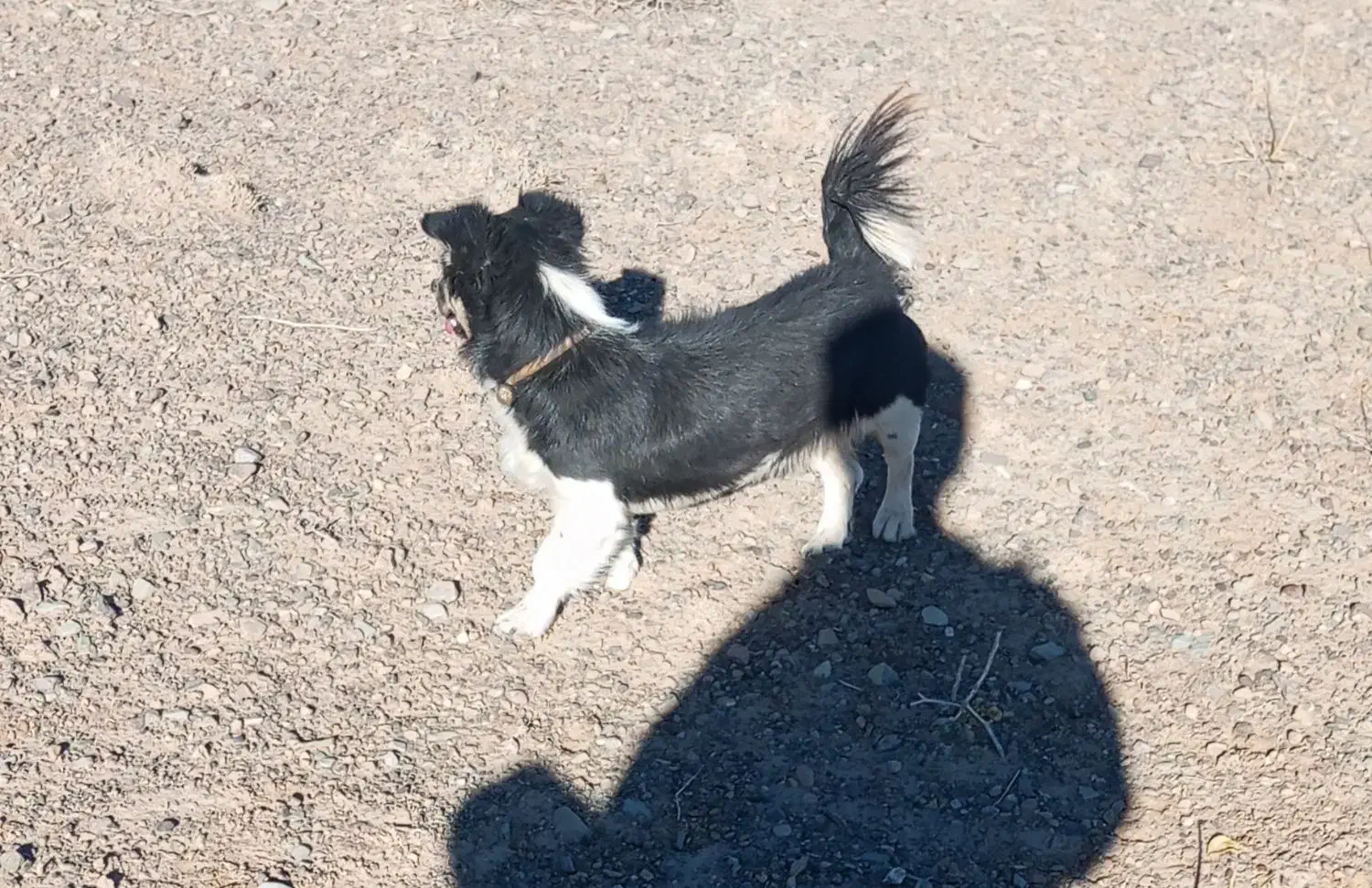 پاپی اتوبوسی 5000000میلیون|سگ|تربت‌حیدریه, پائین ولایت|دیوار