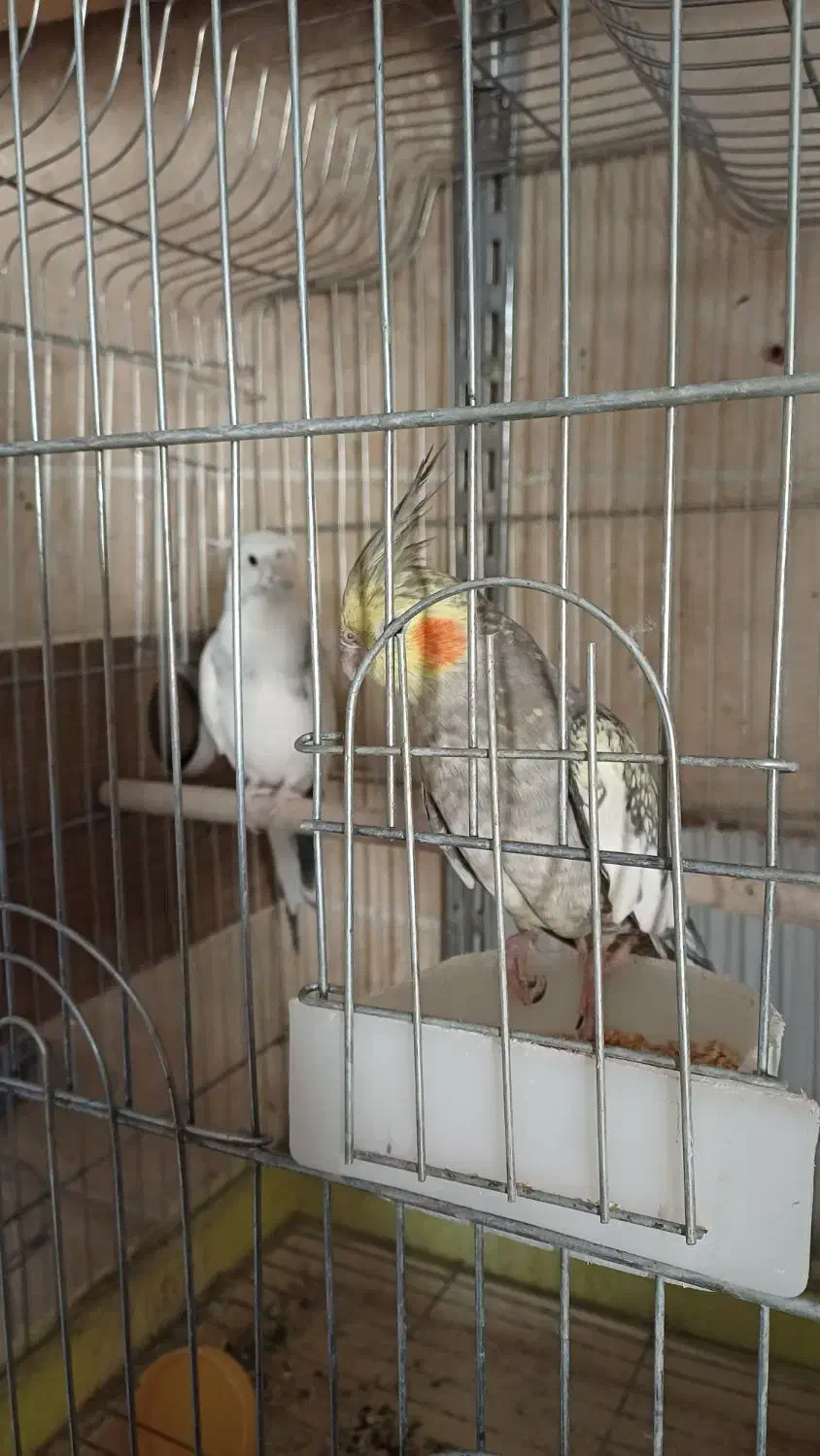 عروس هلندی|پرنده|محلات, |دیوار