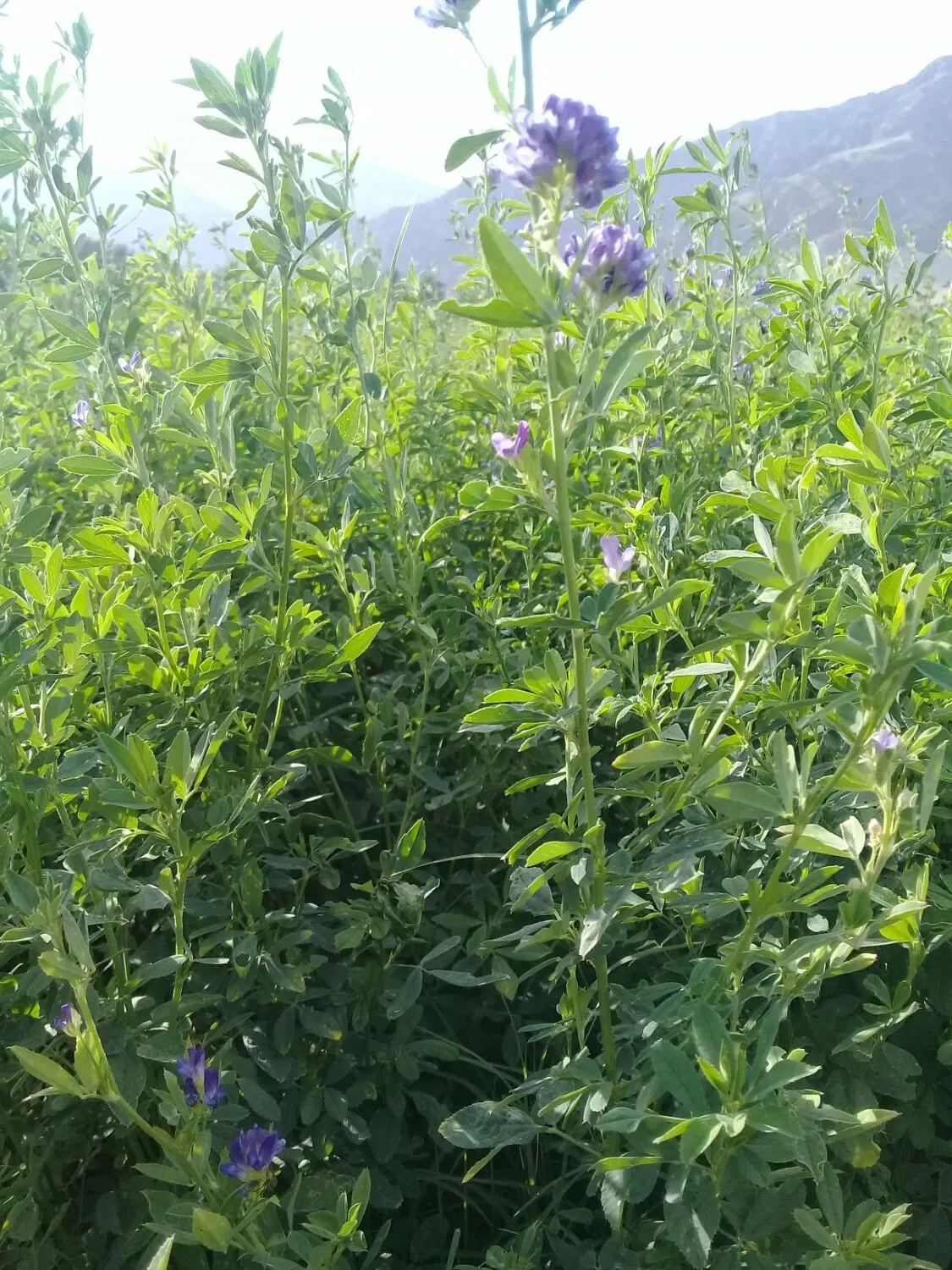 یونجه|گل و گیاه طبیعی|چاه مرید, |دیوار