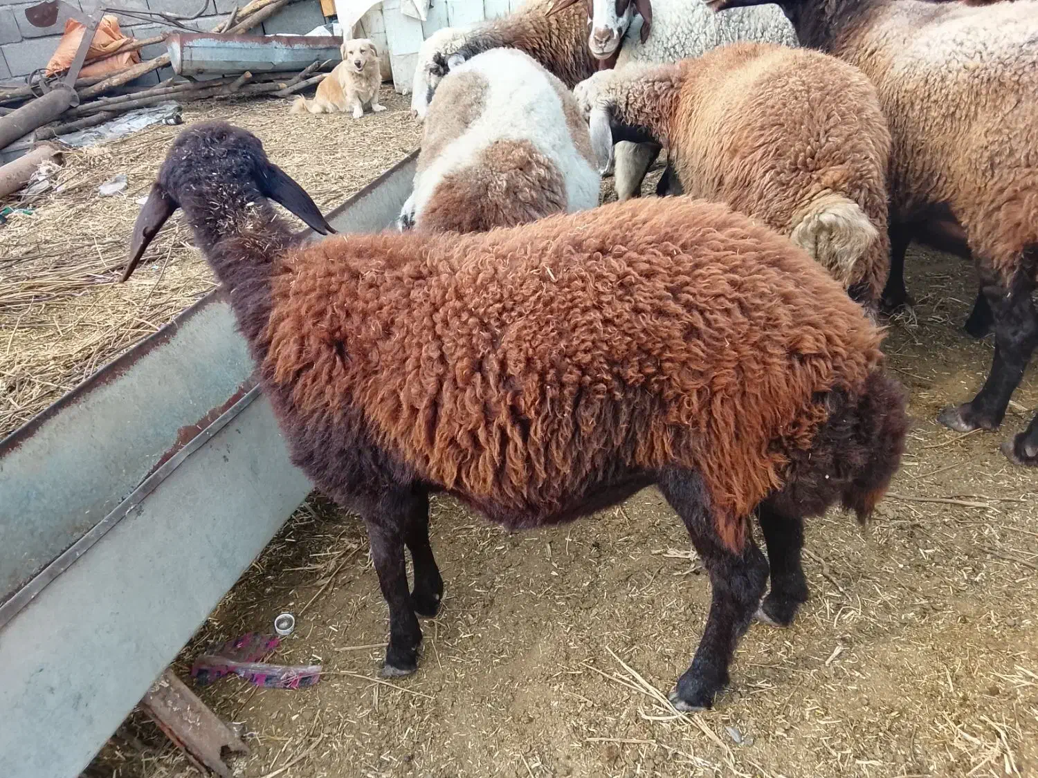 بره جنس|حیوانات مزرعه|مزرعه کتول, |دیوار