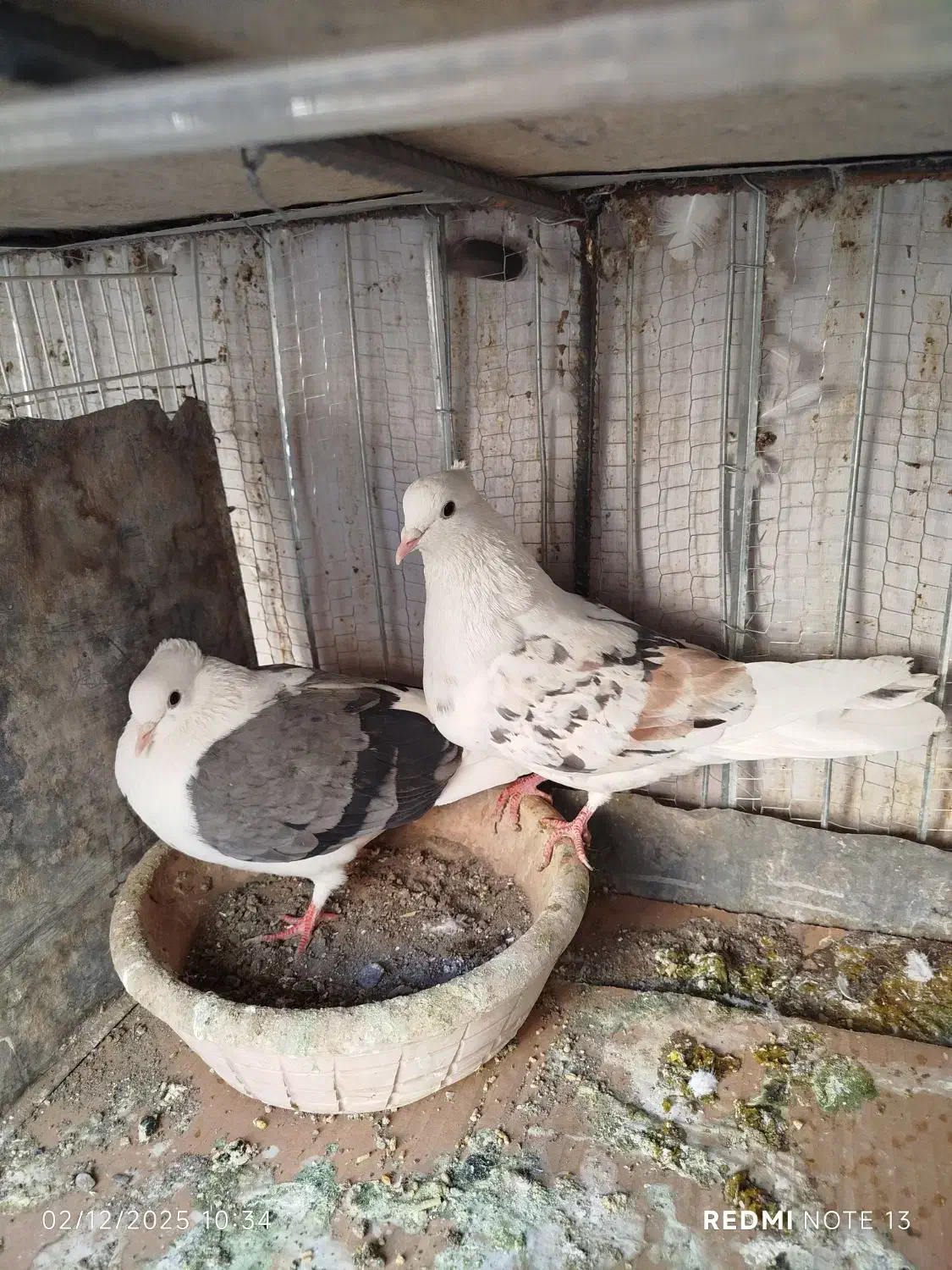 پشت هفت رنگ و سبز و زرد|پرنده|بیرجند, |دیوار