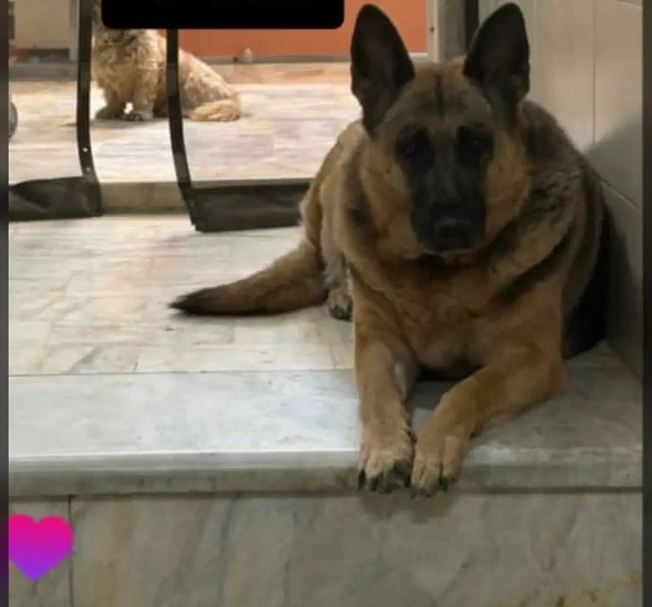 سگ ژرمن گمشده|حیوانات|کرج, حصارک بالا|دیوار