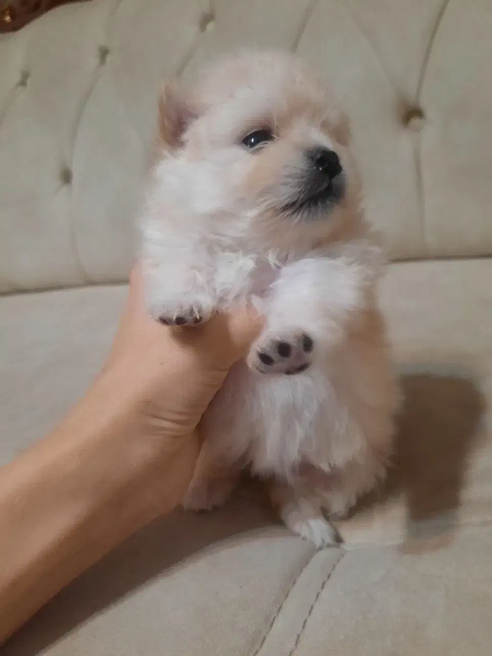 توله سگ پامر|سگ|کرمانشاه, |دیوار