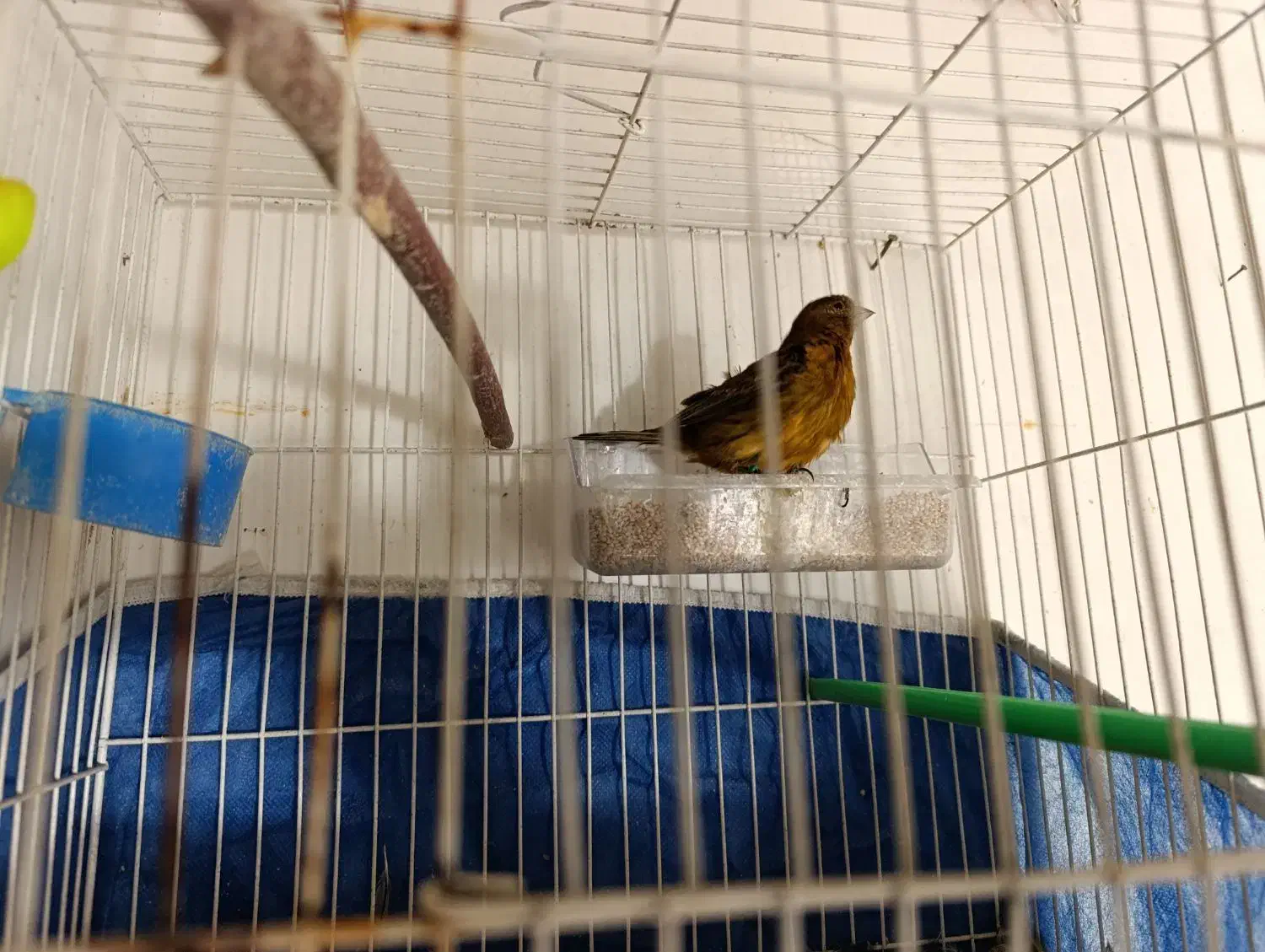 قناری نر|پرنده|مشهد, خرمشهر|دیوار