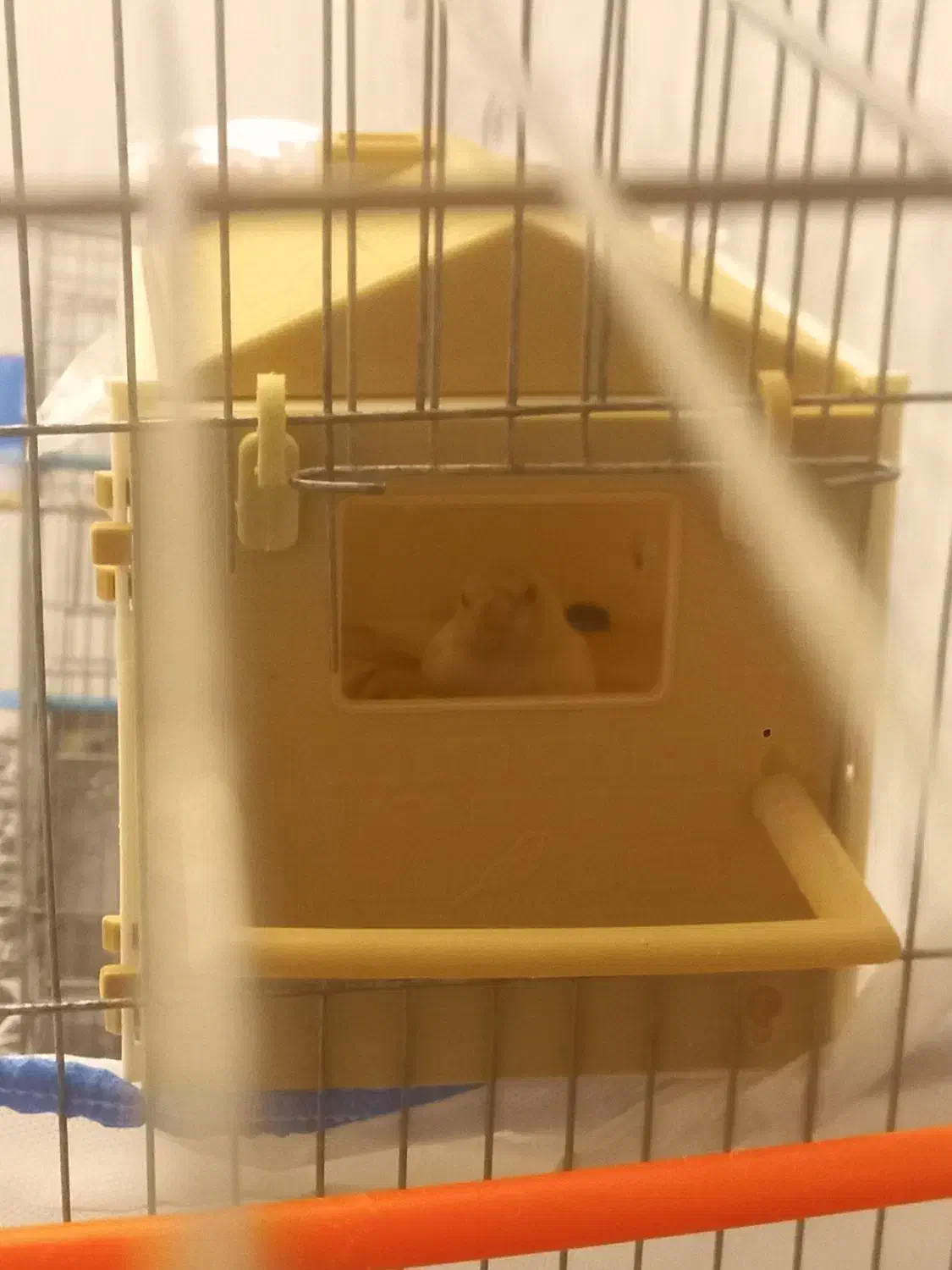 فنچ گلدین مولد رنگ خاص|پرنده|اردبیل, |دیوار