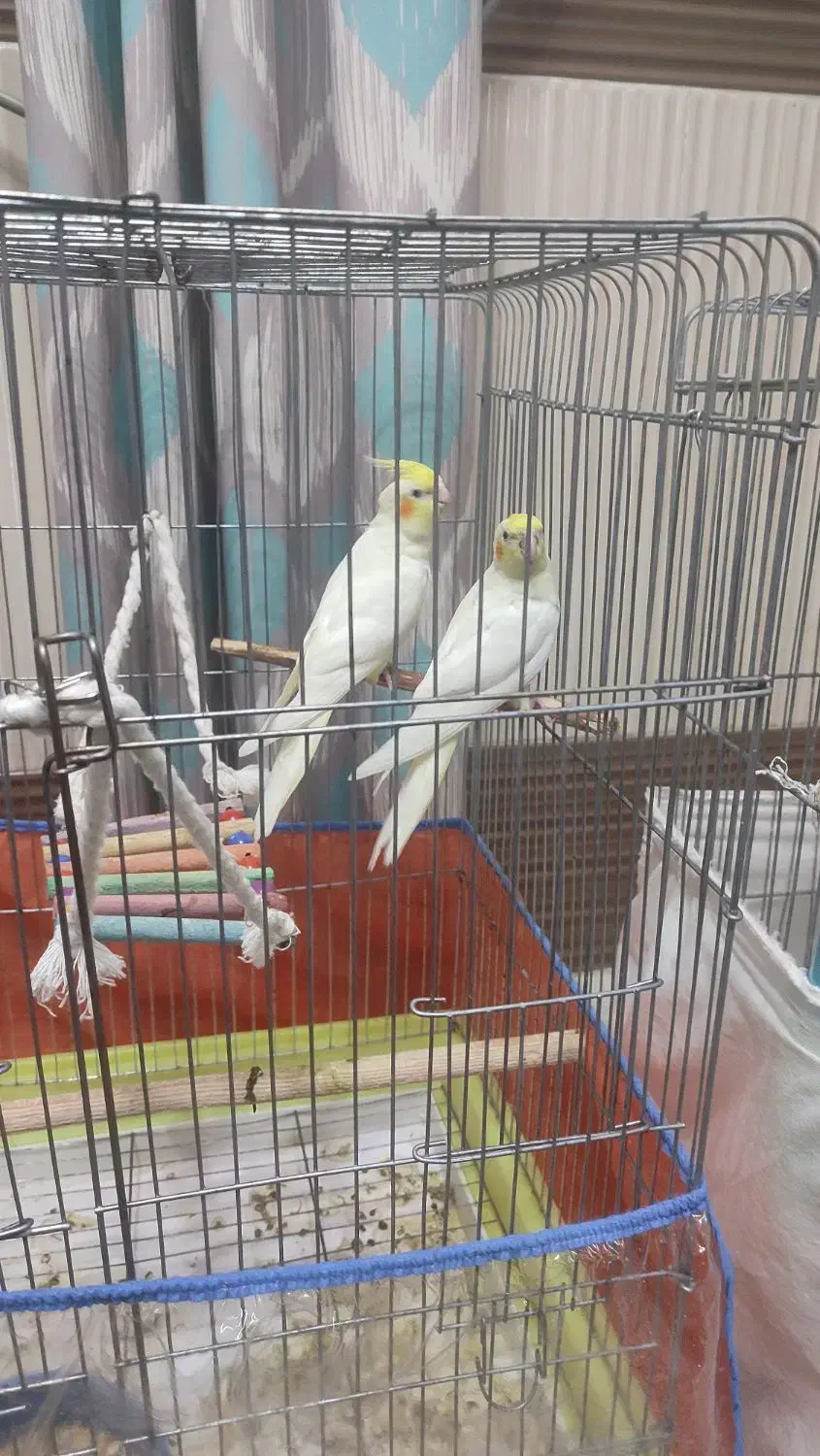 عروس هلندی|پرنده|بندرعباس, |دیوار