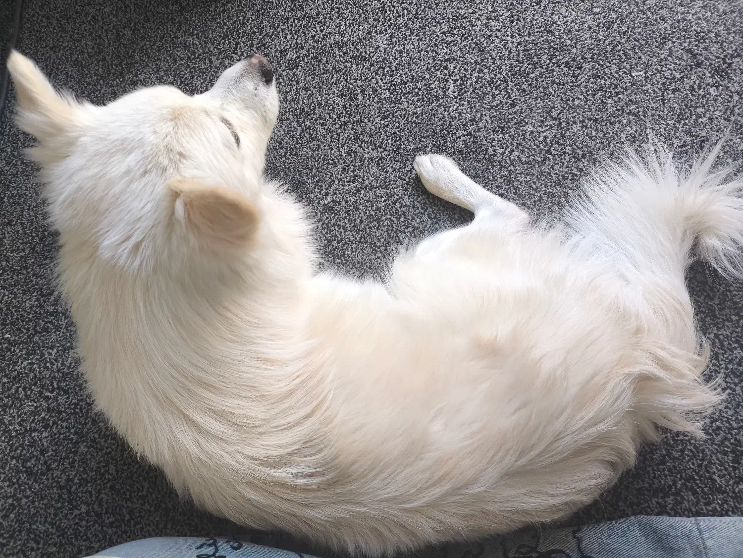 گمشده|سگ|بانه, |دیوار