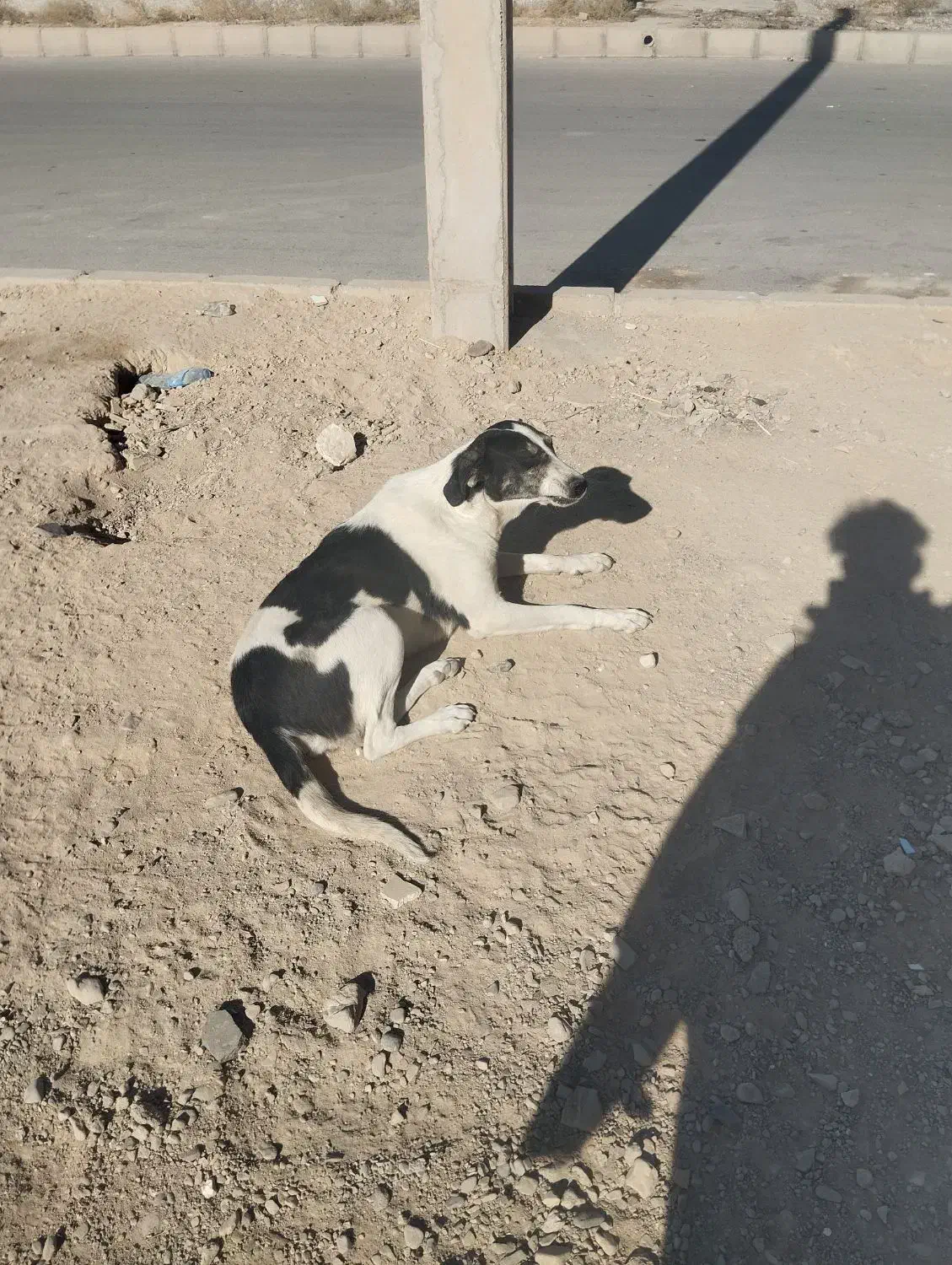 واگذاری دو قلاده سگ نگهبان|سگ|سمنان, |دیوار