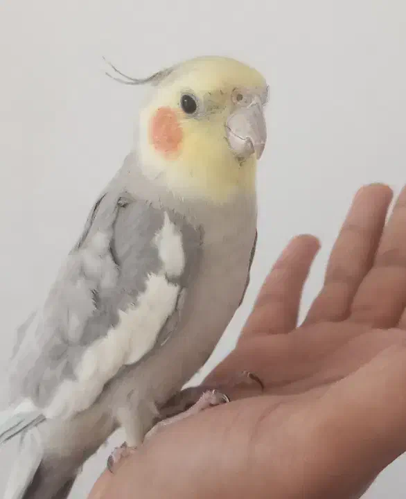 عروس هلندی و مرغ عشق|پرنده|مشهد, حجت|دیوار