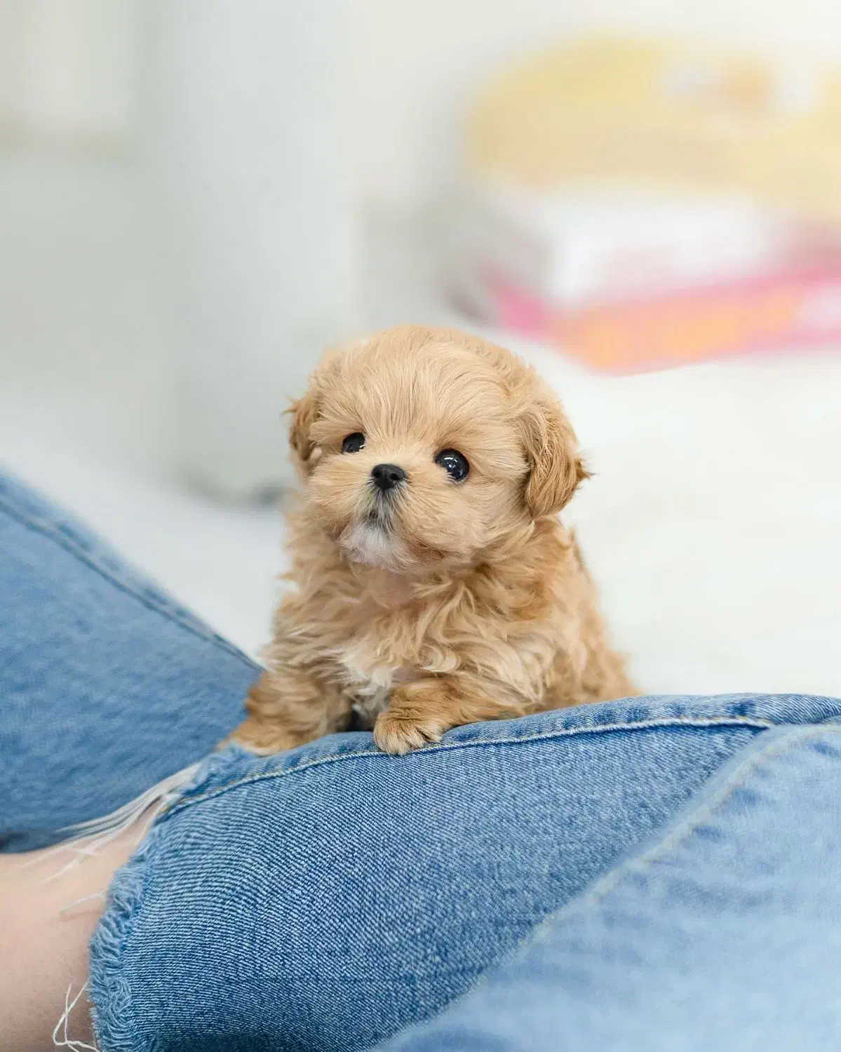 سگ پودل فنجونی نروماده2ماه 3900بی واسطه|سگ|تهران, تهرانسر مرکزی|دیوار