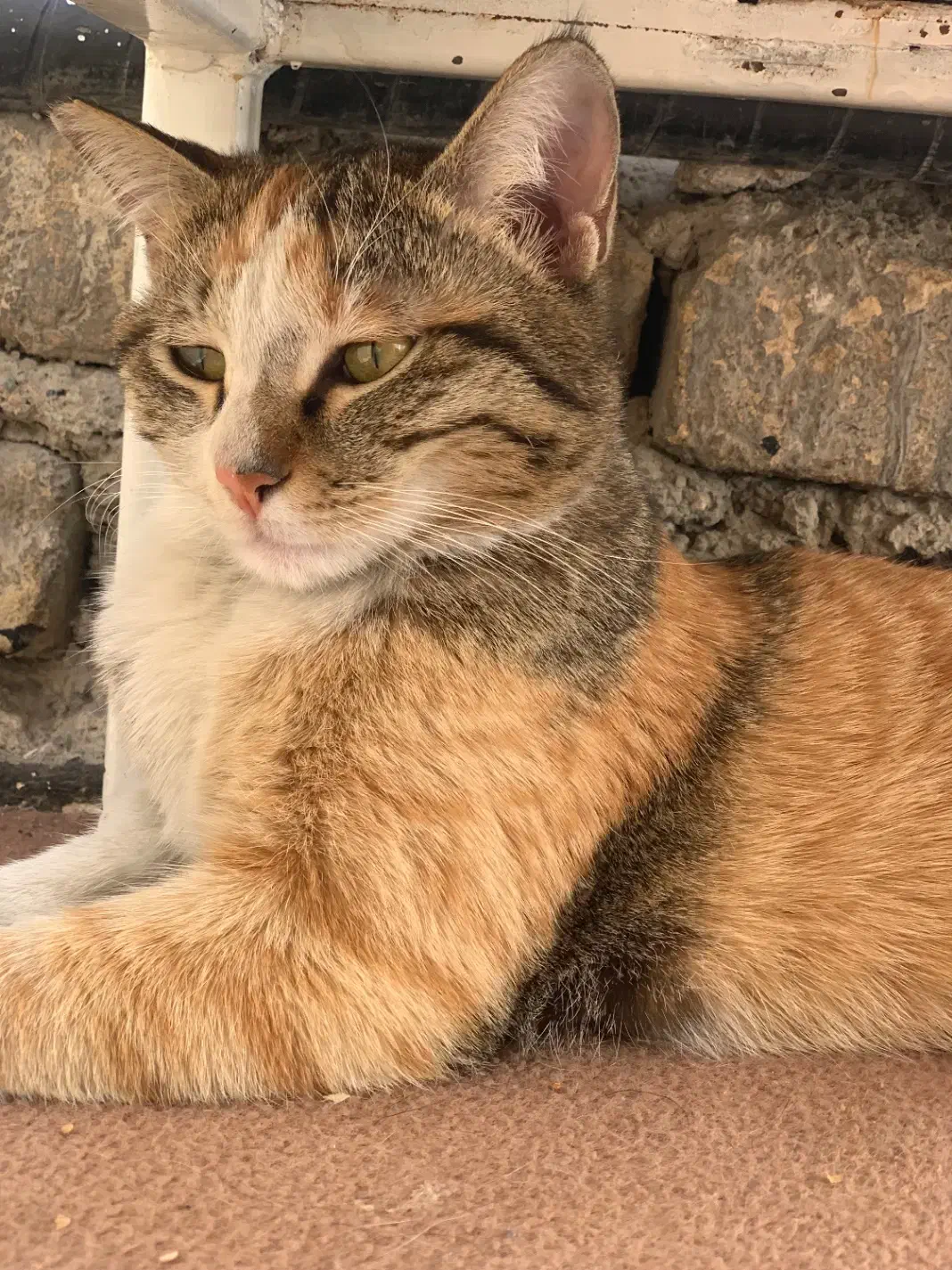 گربه پرشین بریتیش اسکاتیش نیمار مسی|گربه|تهران, منیریه|دیوار