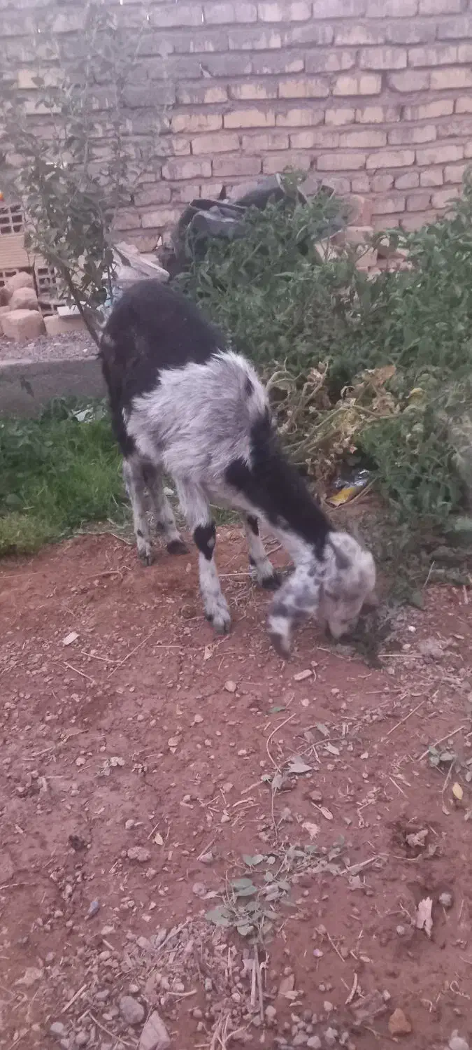 بزغاله پاکستانی|حیوانات مزرعه|سربیشه, |دیوار