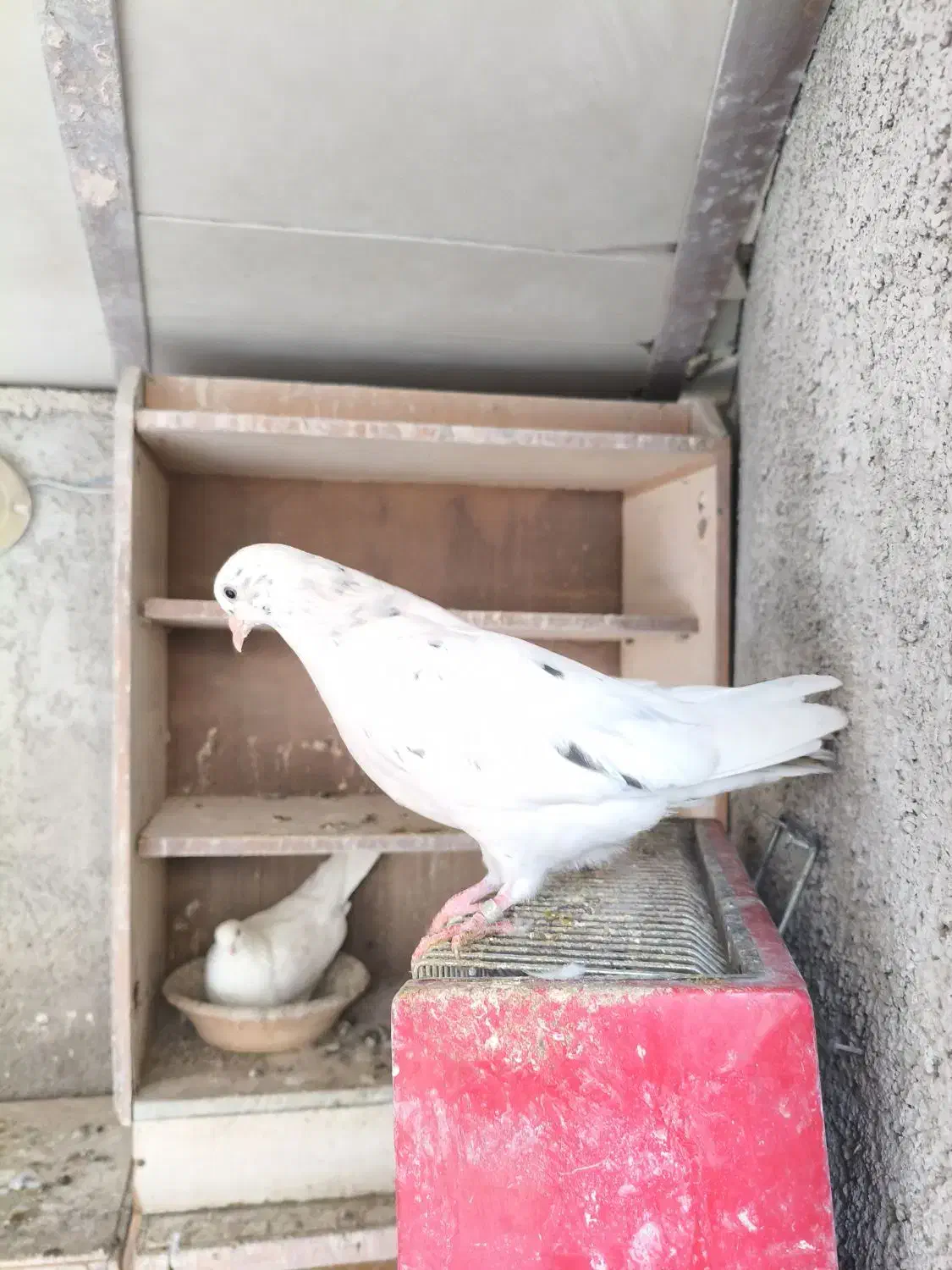 کبوتر فروشی|پرنده|پاکدشت, پاکدشت (مامازند)|دیوار