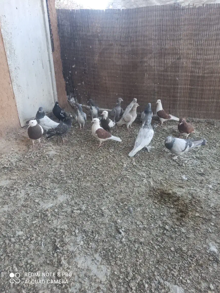 کفتر‌بهبهانی|پرنده|شیراز, رحمت‌آباد|دیوار