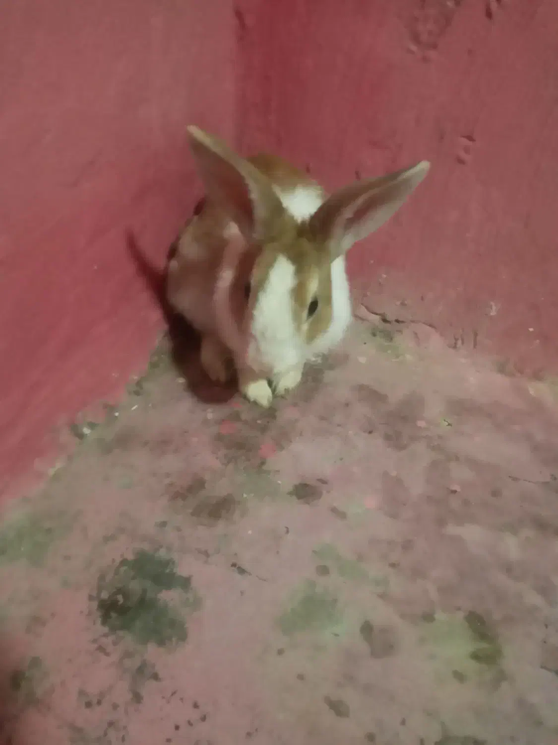 خرگوش|موش و خرگوش|اندیکا, |دیوار