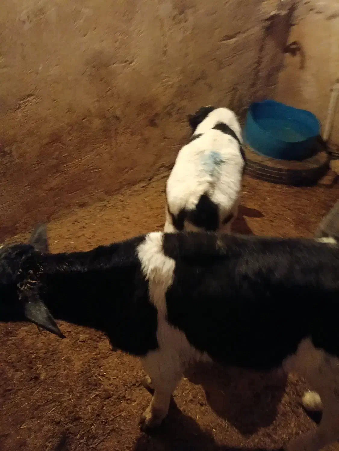 گوساله شیری 45روزه|حیوانات مزرعه|جعفرآباد, |دیوار