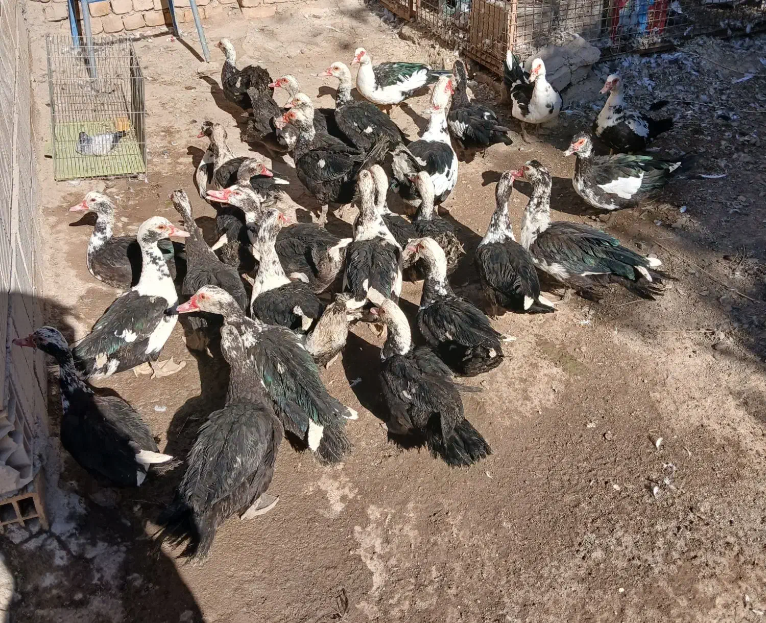 اردک|حیوانات مزرعه|مبارکه, |دیوار