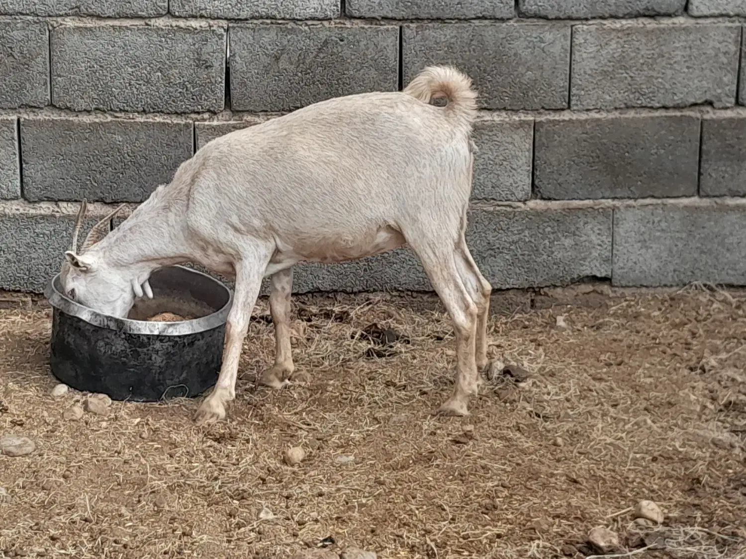 جیوان اهلی|حیوانات مزرعه|تخت, |دیوار