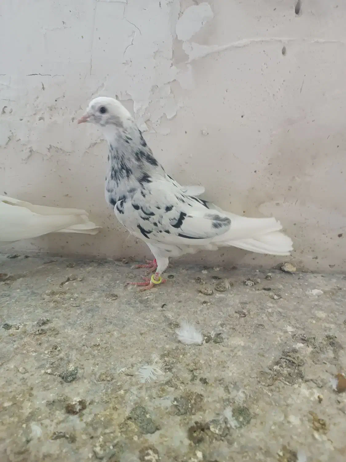 کفترسرور|پرنده|نهاوند, |دیوار