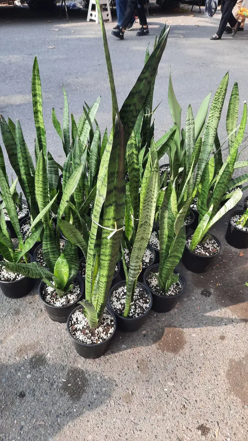 فروش گل طبیعی|گل و گیاه طبیعی|رشت, چله خانه|دیوار