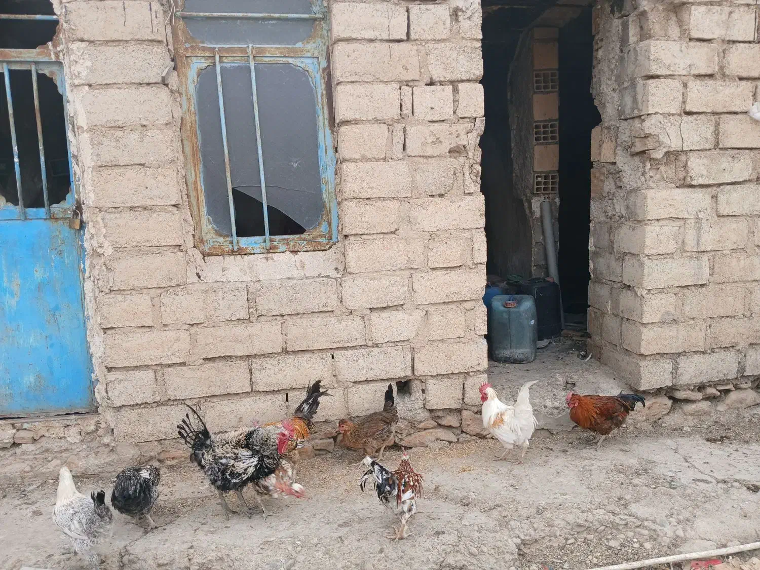 خروس ها فروشی هستن|حیوانات مزرعه|دهدشت, |دیوار