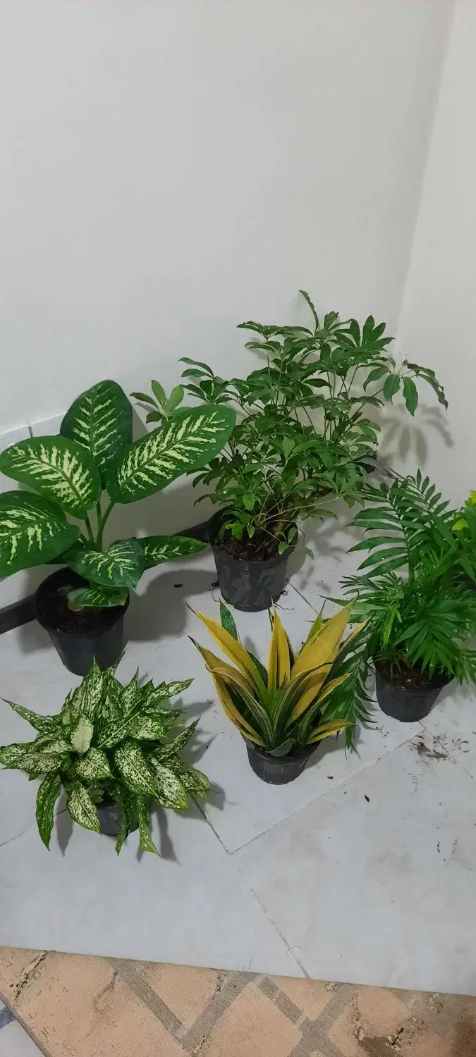 گل طبیعی|گل و گیاه طبیعی|کرج, باغستان|دیوار