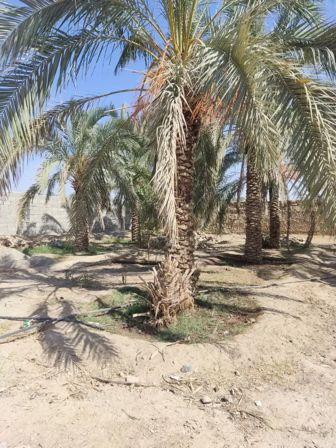 فروش باغ|فروش زمین و ملک کلنگی|سراوان, |دیوار