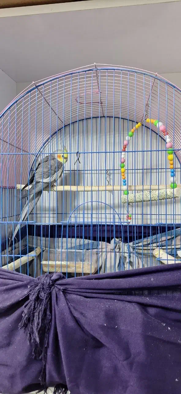 عروس هلندی|پرنده|شوط, |دیوار