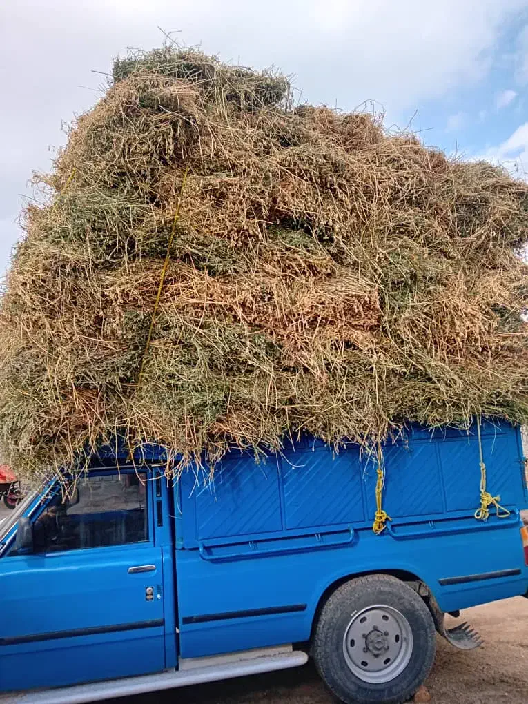 یونجه|خدمات باغبانی و درختکاری|انزل, |دیوار