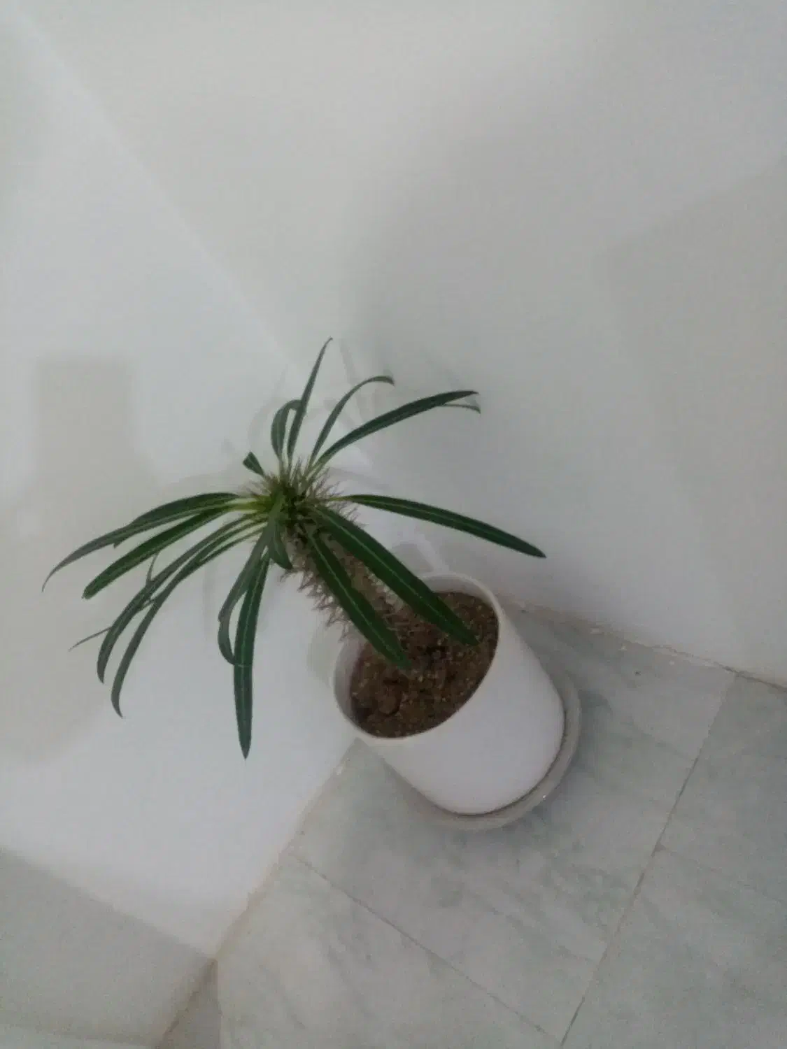 گل سانسوریا. گل ماداگاسکار|گل و گیاه طبیعی|محمدشهر, محمدشهر|دیوار