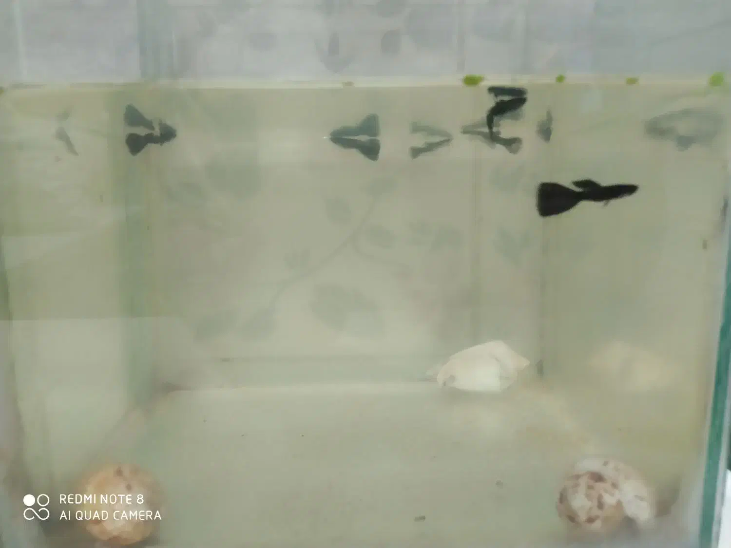 فروش ماهی های زیبا|ماهی|خرمدره, |دیوار