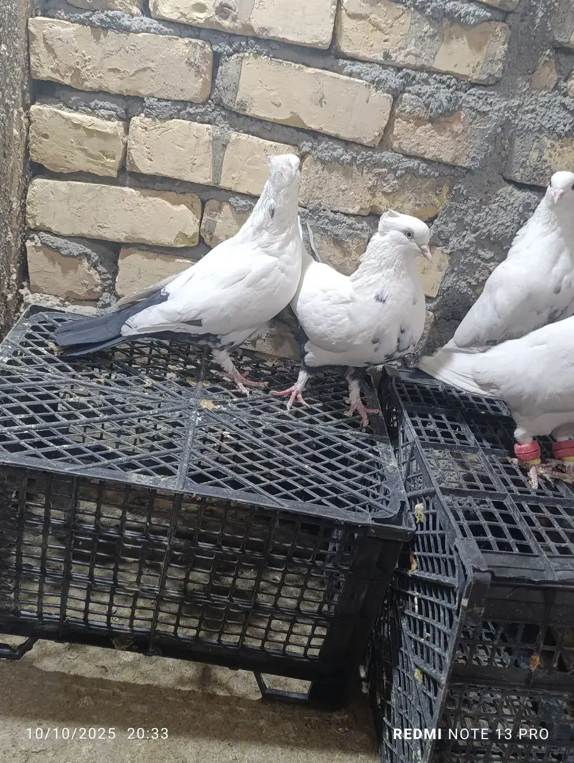 ۲۵کفتر رنگه درجه یک قلدرپابلند|پرنده|کاشمر, |دیوار