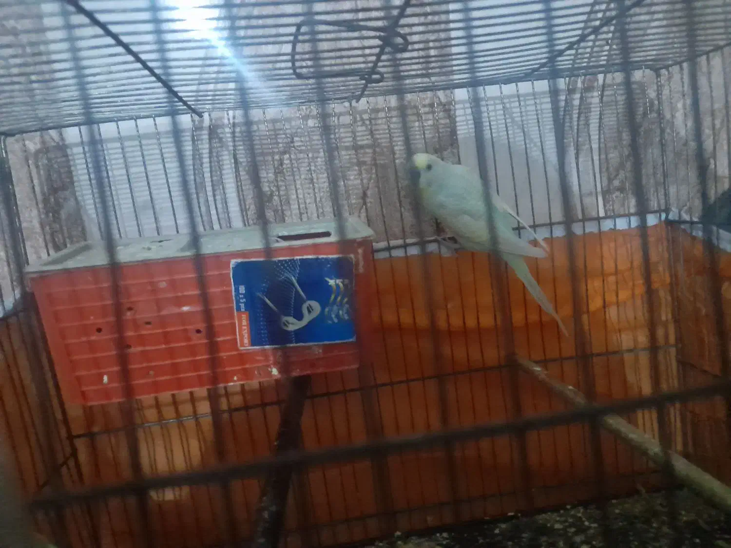 یک جفت  مرغ عشق جوان ریمو رنگین کمانی|پرنده|اندیمشک, |دیوار