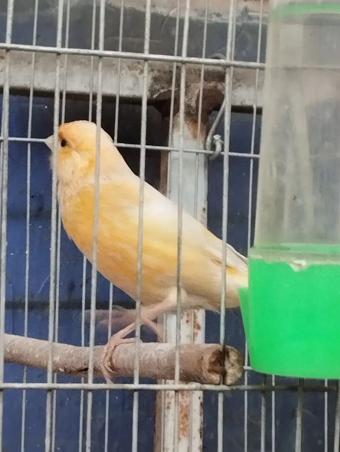 قناری مست بخون سهره.عروس هلندی|پرنده|ری, حمزه‌آباد|دیوار