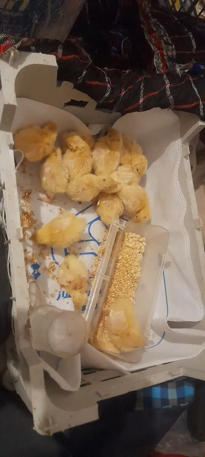 بلدرچین|حیوانات مزرعه|تربتحیدریه, شهرک ولیعصر|دیوار