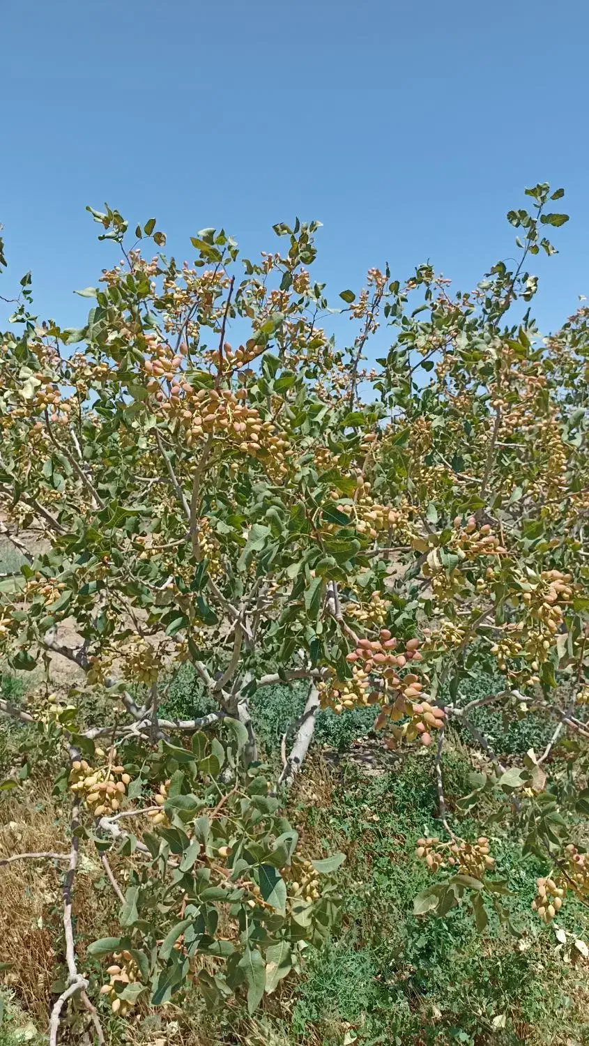 هرس درخت پسته|خدمات باغبانی و درختکاری|سبزوار, قصبه شرقی|دیوار