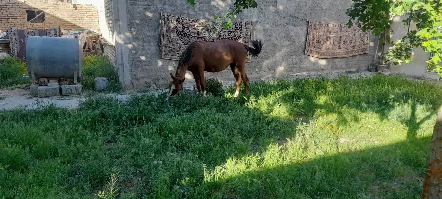 کره مادیون ماده ۲سال وسه ماه سن .جنس دار|اسب و تجهیزات اسبسواری|جونقان, |دیوار