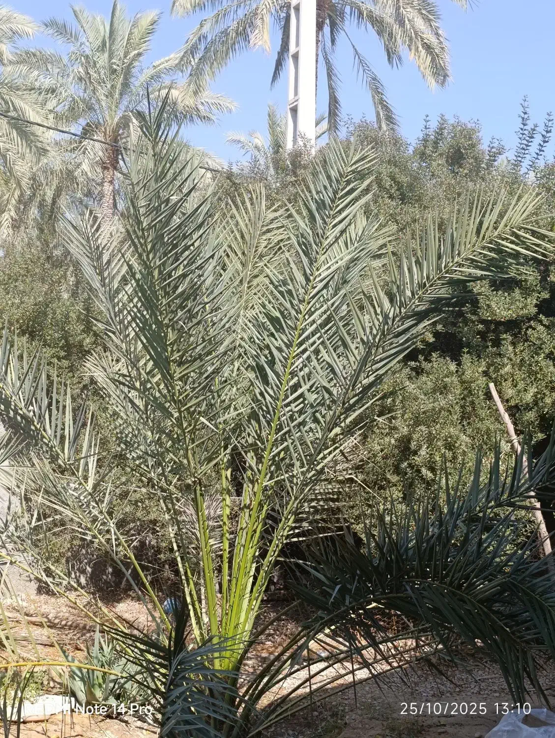 قطع درخت نخل و خرید انواع چوب|خدمات باغبانی و درختکاری|آبپخش, |دیوار